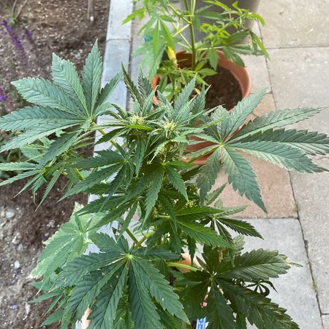 Pineapple Express  growlog timeline photo
