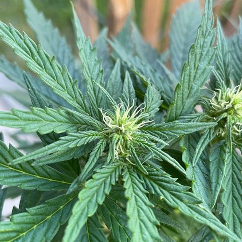 Pineapple Express  growlog timeline photo