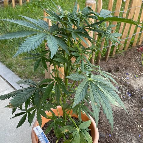 Pineapple Express  growlog timeline photo