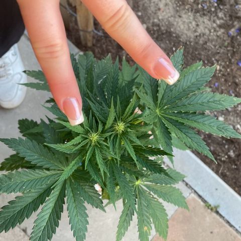 Pineapple Express  growlog timeline photo