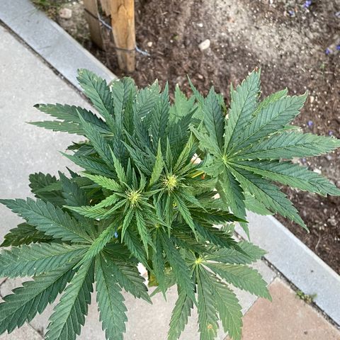 Pineapple Express  growlog timeline photo