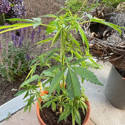Pineapple Express growlog timeline photo
