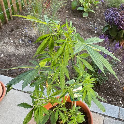 Pineapple Express growlog timeline photo