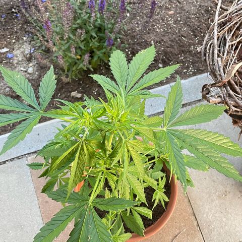 Pineapple Express growlog timeline photo