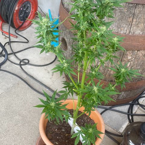 Pineapple Express  growlog timeline photo