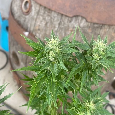 Pineapple Express  growlog timeline photo