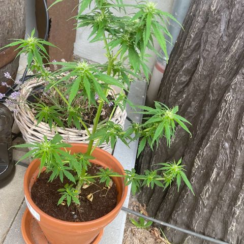 Pineapple Express growlog timeline photo