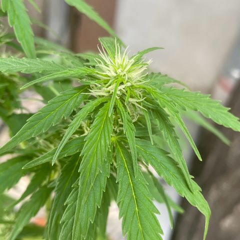 Pineapple Express growlog timeline photo