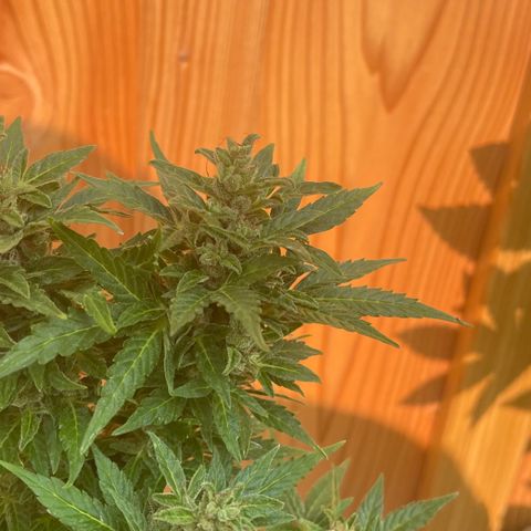 Pineapple Express  growlog timeline photo