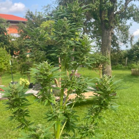 Pineapple Express  growlog timeline photo