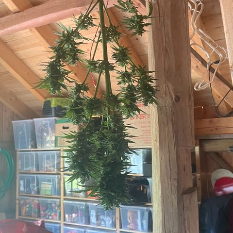 Pineapple Express  growlog timeline photo