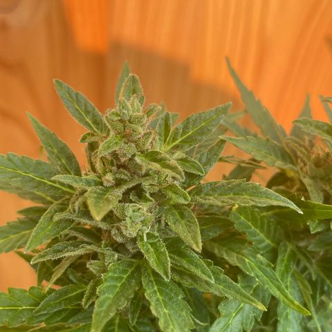 Pineapple Express  growlog timeline photo