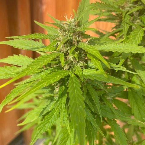 Pineapple Express growlog timeline photo