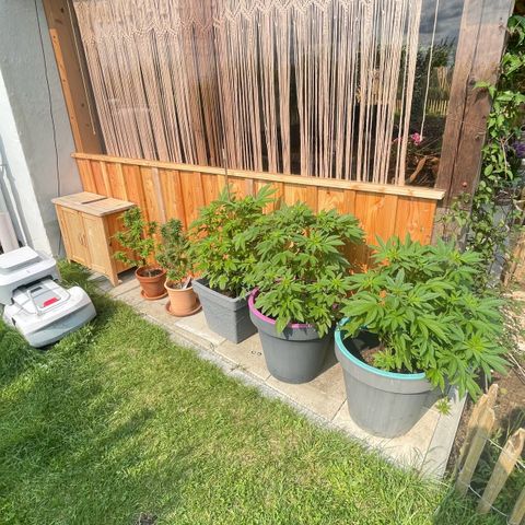 Pineapple Express growlog timeline photo