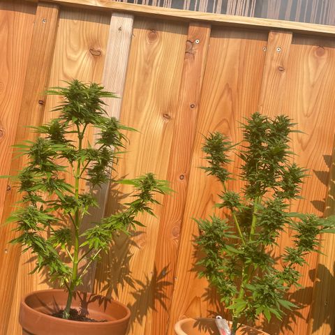 Pineapple Express growlog timeline photo