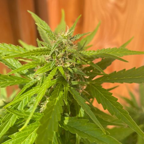 Pineapple Express growlog timeline photo