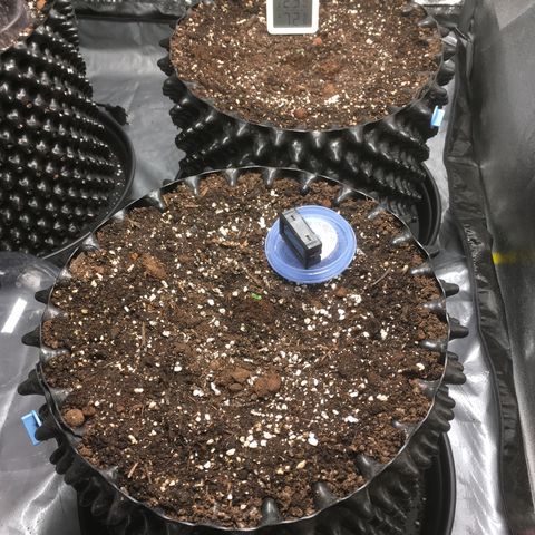 Auto Purple Kush growlog timeline photo