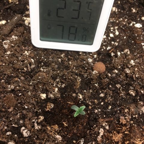 Auto Purple Kush growlog timeline photo