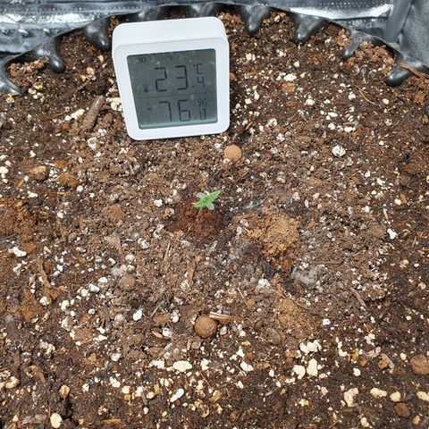 Auto Purple Kush growlog photo: Purple Kush, Strawberry Pie & Fat Monkey 
