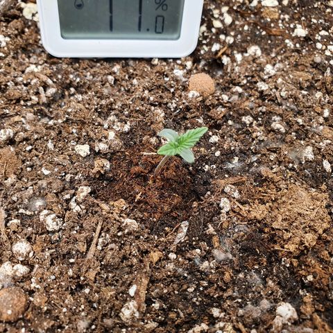 Auto Purple Kush growlog photo: Purple Kush, Strawberry Pie & Fat Monkey 