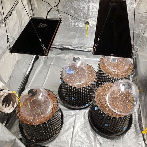 Auto Purple Kush growlog photo: Purple Kush, Strawberry Pie & Fat Monkey 