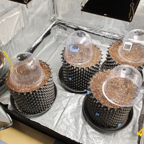Auto Purple Kush growlog photo: Purple Kush, Strawberry Pie & Fat Monkey 