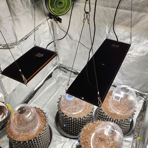 Auto Purple Kush growlog photo: Purple Kush, Strawberry Pie & Fat Monkey 