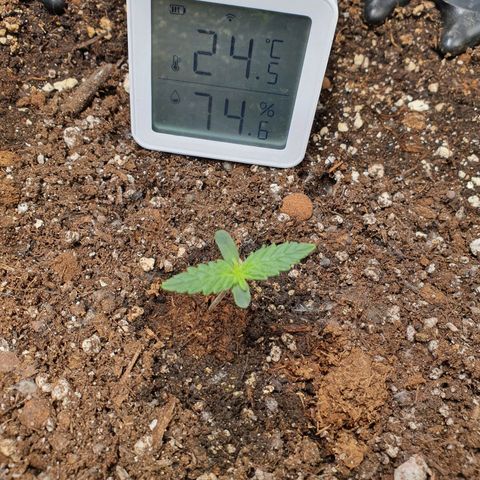 Auto Purple Kush growlog photo: Purple Kush
