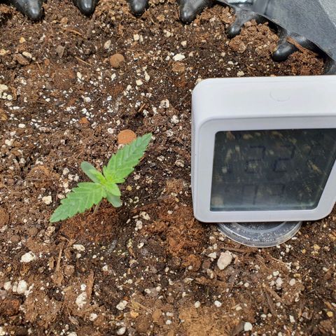 Auto Purple Kush growlog timeline photo