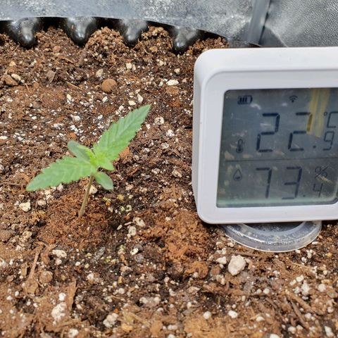 Auto Purple Kush growlog timeline photo