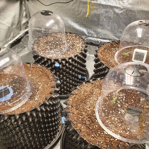 Auto Purple Kush growlog timeline photo