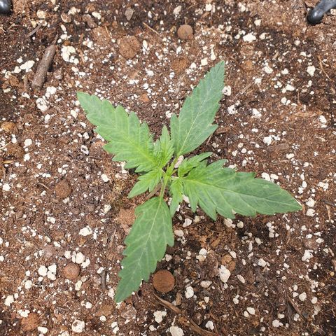 Auto Purple Kush growlog timeline photo