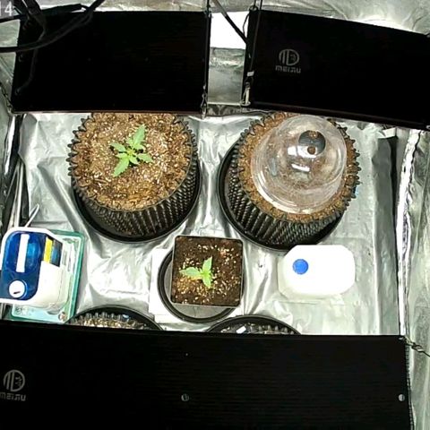 Auto Purple Kush growlog timeline photo