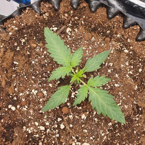 Auto Purple Kush growlog timeline photo