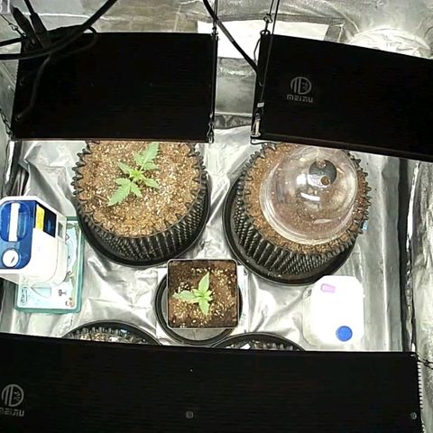 Auto Purple Kush growlog photo: Camview
