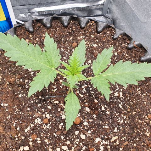 Auto Purple Kush growlog timeline photo