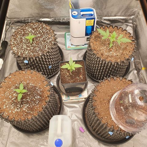 Auto Purple Kush growlog timeline photo