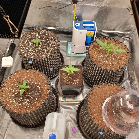 Auto Purple Kush growlog timeline photo
