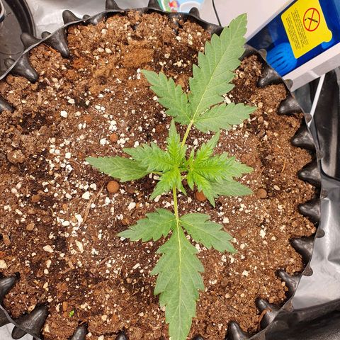 Auto Purple Kush growlog timeline photo