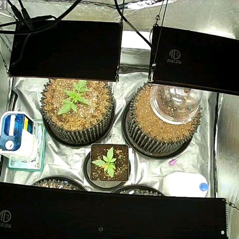 Auto Purple Kush growlog photo: Cam_one