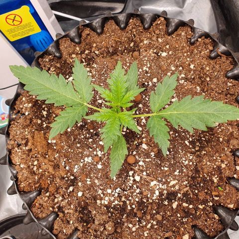 Auto Purple Kush growlog timeline photo