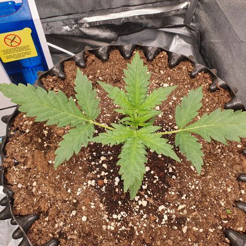 Auto Purple Kush growlog timeline photo