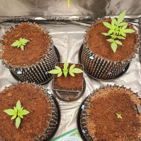 Auto Purple Kush growlog timeline photo