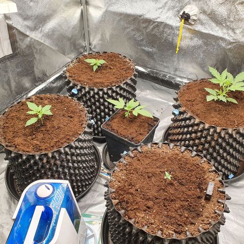 Auto Purple Kush growlog timeline photo
