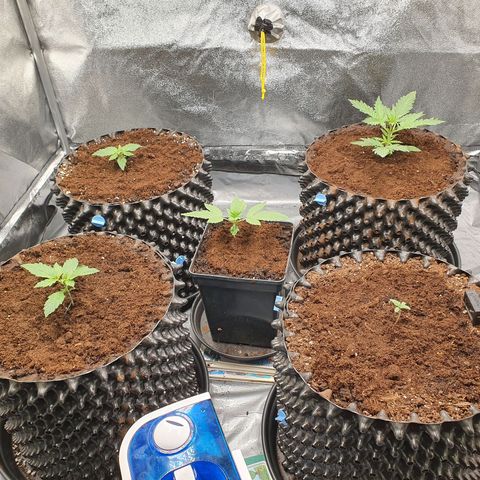 Auto Purple Kush growlog timeline photo