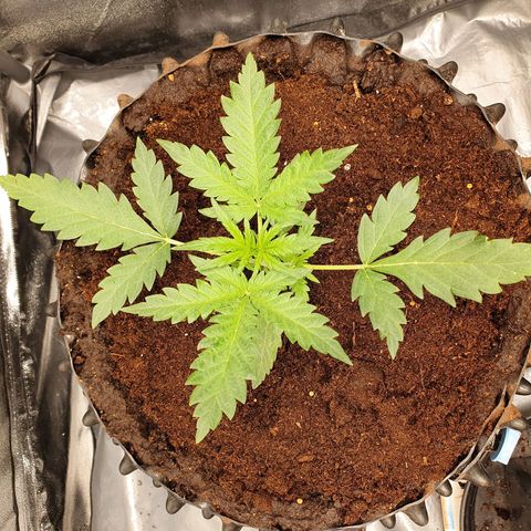 Auto Purple Kush growlog timeline photo