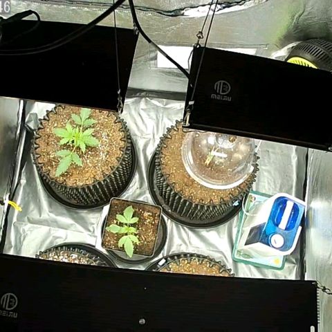 Auto Purple Kush growlog photo: Morning cam lights off
