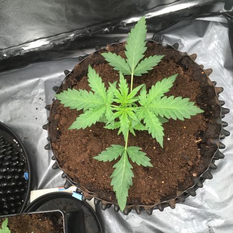 Auto Purple Kush growlog timeline photo