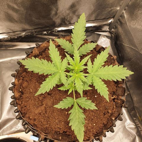 Auto Purple Kush growlog timeline photo