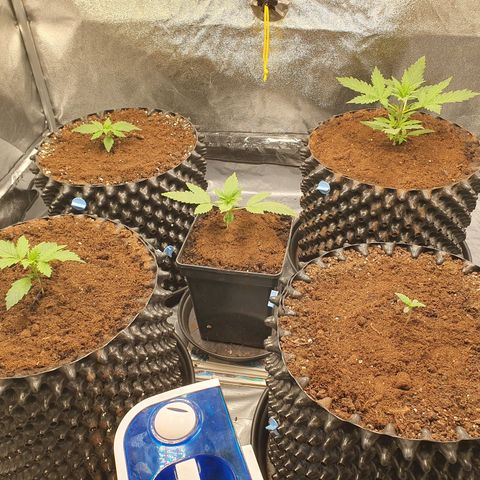 Auto Purple Kush growlog timeline photo